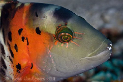 Redbreasted Maori Wrasse.  Wakatobi, SE Sulawesi.  Canon ... by Ross Gudgeon 